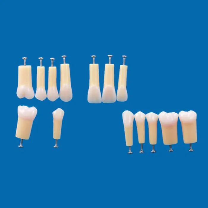 A20AN-200، نموذج سن ذو طبقتين #44