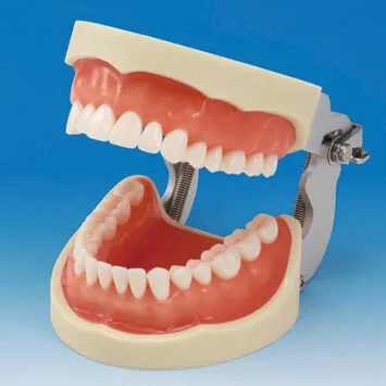 PRO2001-UL-UP-DPM-32، نموذج فك لترميمات تعويضية (مجموعة 32 سن)