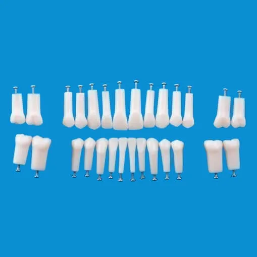 A5AN-200, Permanent Single Root Tooth Model #12