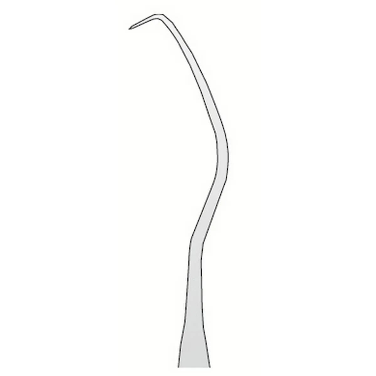 Explorer Anatomic N.17