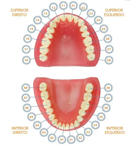 Pronew Student Tooth Refill، UR2/12، القاطع الجانبي
