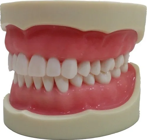 Nissin Adult PRO Typodont Model، 32 سنًا، مفصل