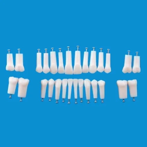 A5AN-200, Permanent Single Root Tooth Model #34